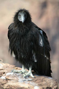 Condor, Grand Canyon, National Park Service Photo