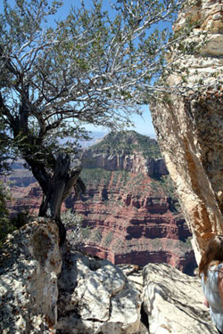  Grand Canyon  North Rim, Arizona